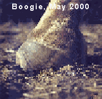 Boogie_May2000.gif (15872 bytes)