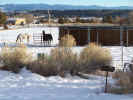 horse pasture in winter_sm.jpg (60328 bytes)