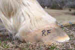 Tree_Palomino_RF_trimmed_Jan_24_05_toe_abscess.jpg (41964 bytes)