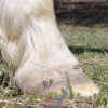 Tree_Palomino_RF_trimmed_March_1_06_toe_abscess_exit_growing_out.jpg (56108 bytes)