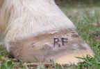 Tree_Palomino_RF_trimmed_March_25_06_toe_abscess_exit_growing_out.jpg (36139 bytes)